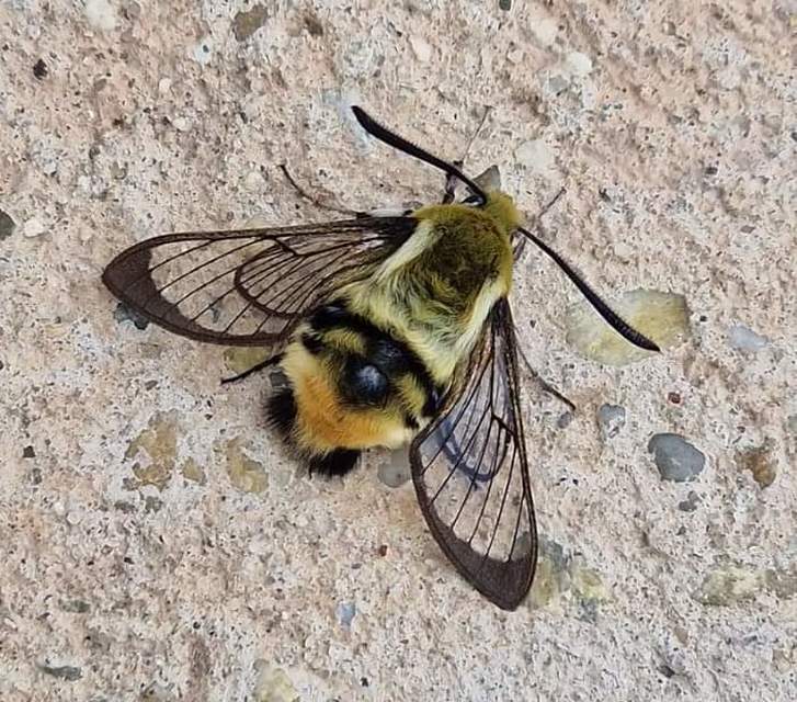 Hemaris tityus - pöszörszender Hemaris tityus - pöszörszender