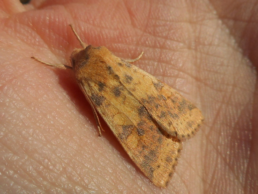 Cirrhia gilvago - foltos sárgabagoly