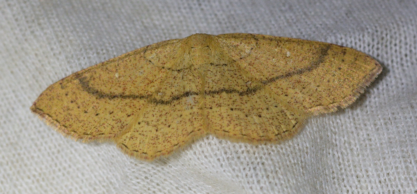 Cyclophora ruficiliaria - vörösrojtú pettyesaraszoló