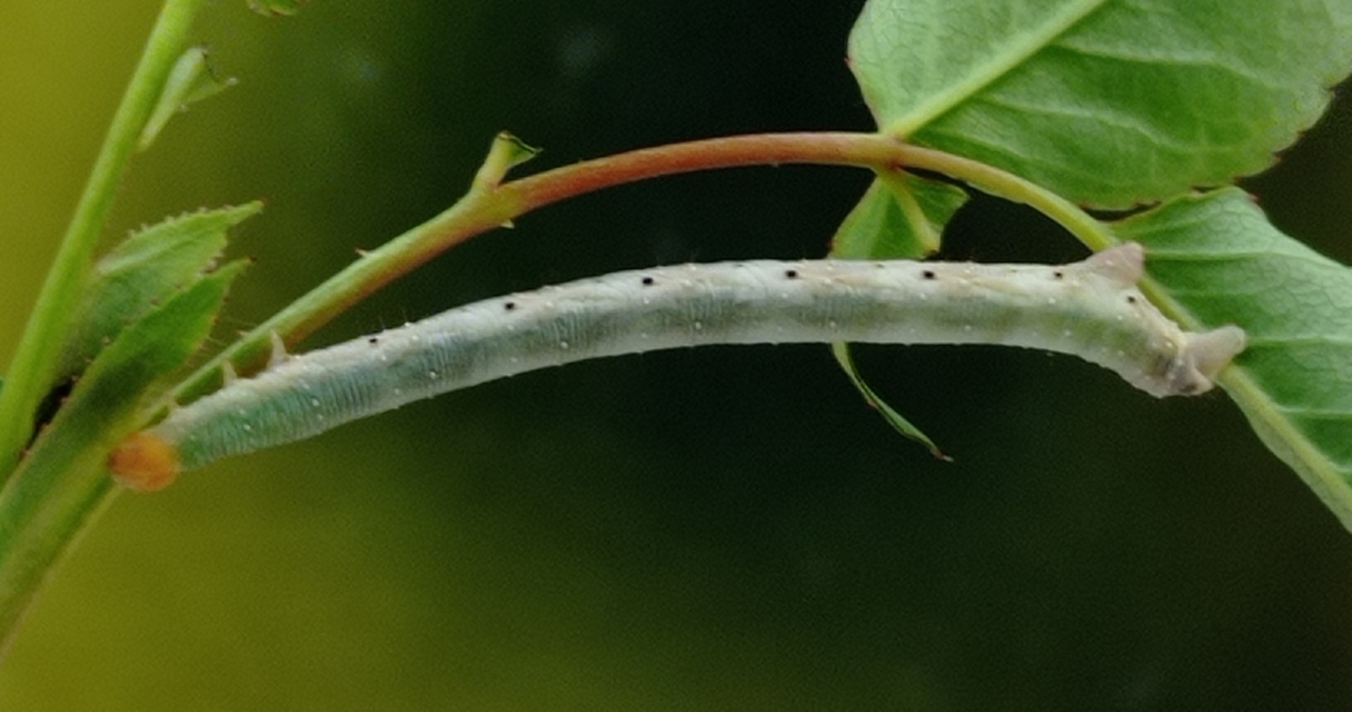 Earophila badiata - csipkerózsa-araszoló