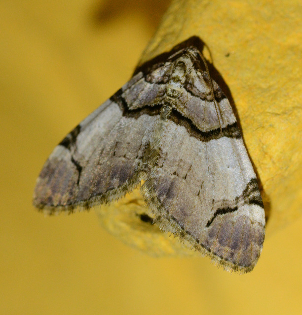 Anticlea derivata - vadrózsa-tarkaaraszoló