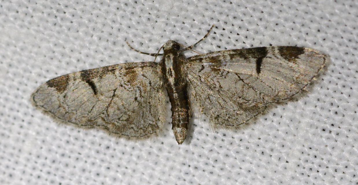 Eupithecia insigniata - hálózatos törpearaszoló