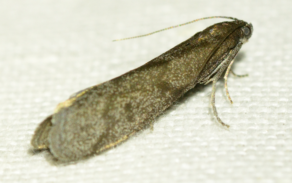 Episcythrastis tetricella - tavaszi karcsúmoly