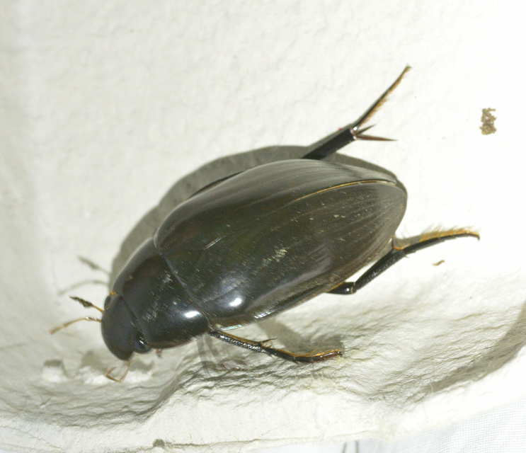 Hydrophilus piceus - közönséges óriáscsibor