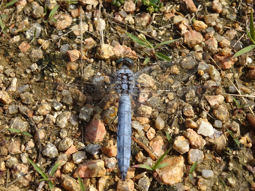 Orthetrum brunneum - pataki pásztorszitakötő