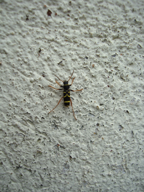 Clytus arietis - közönséges darázscincér