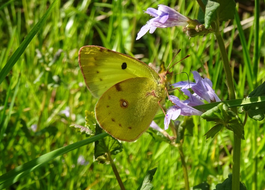 Colias alfacariensis - déli kéneslepke