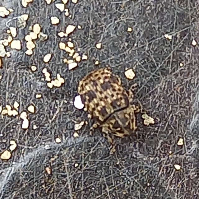 Anthribus nebulosus - ködfoltos pajzstetvész-orrosbogár