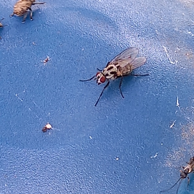 Anthomyia