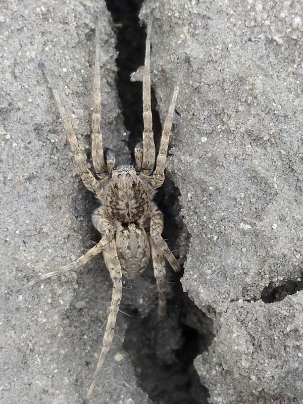 Pardosa nebulosa