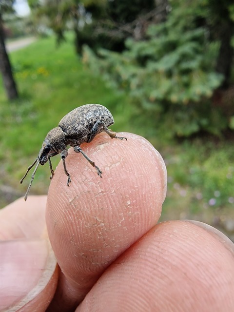 Otiorhynchus ligustici - vincellér-gyalogormányos