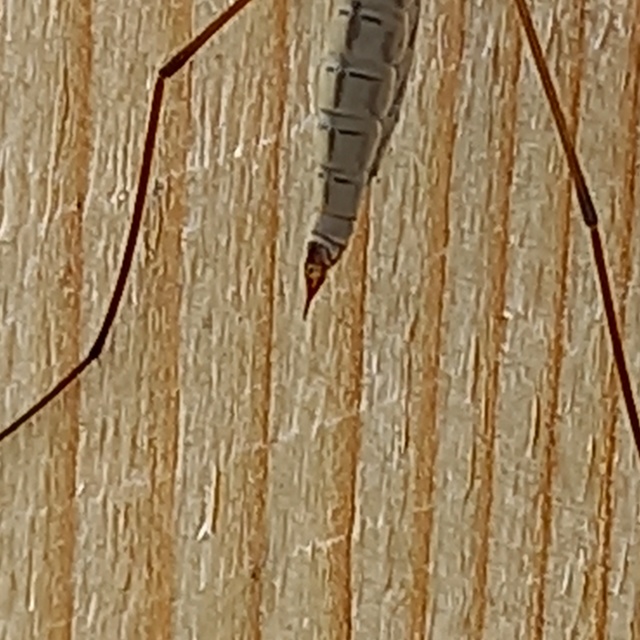 Tipula