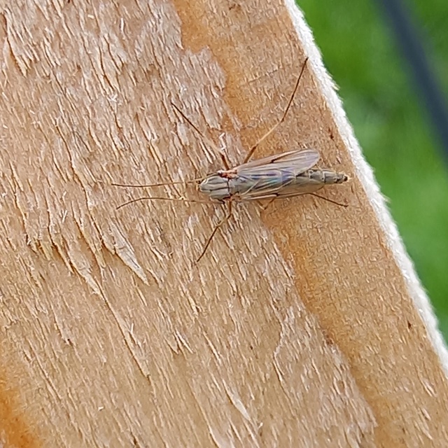 Chironomini