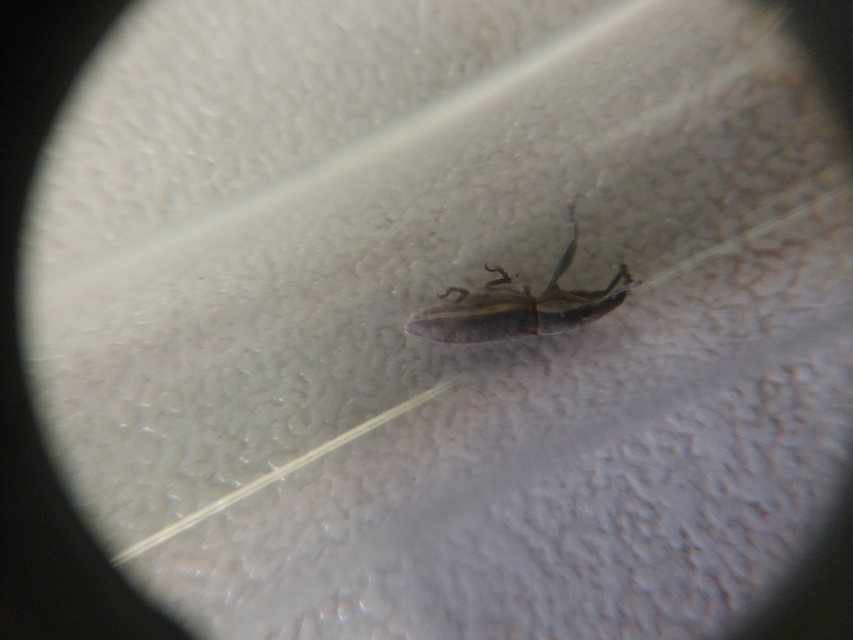 Lixus ochraceus - retek-dudvabarkó