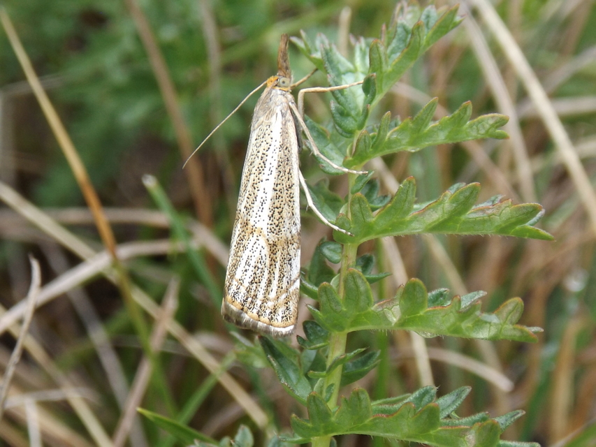 Thisanotia chrysonuchella - tavaszi fűgyökérmoly
