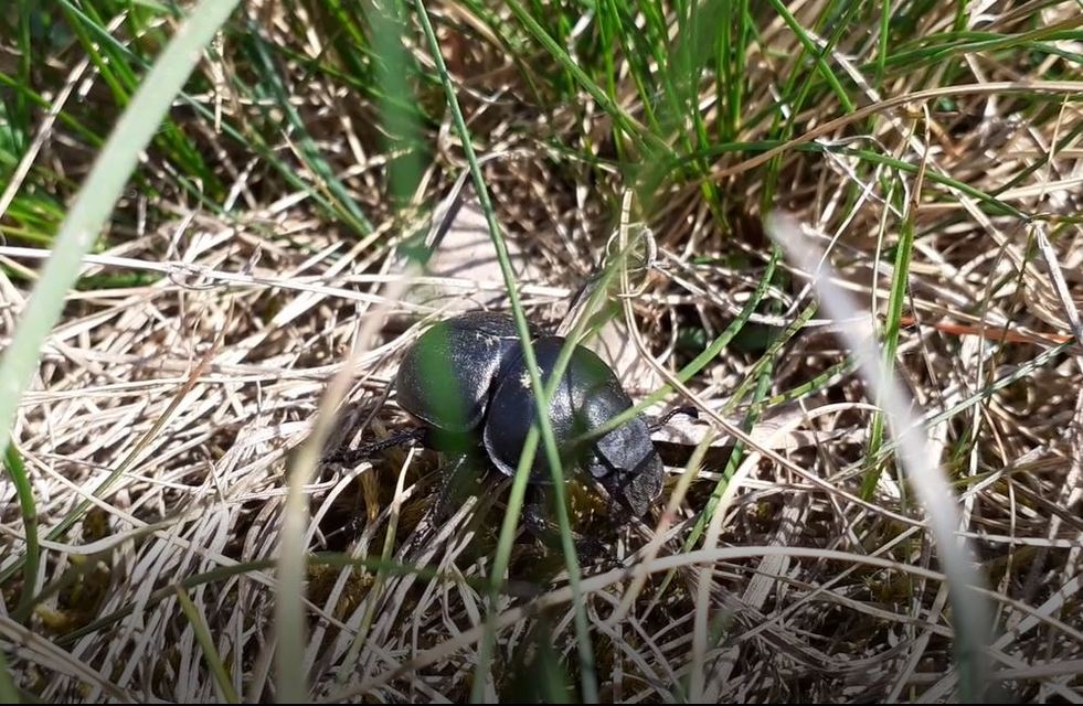 Lethrus apterus - nagyfejű csajkó