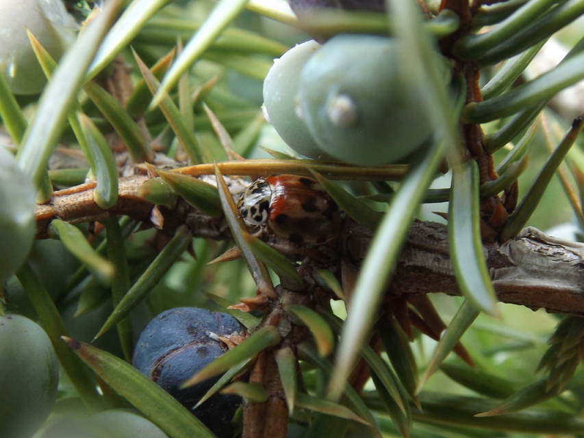 Harmonia quadripunctata - négypettyes katica