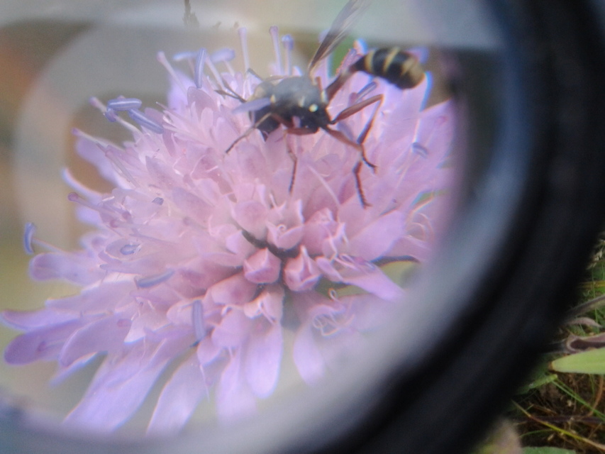 Physocephala