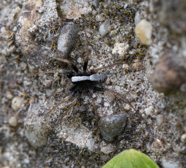 Pardosa alacris/lugubris