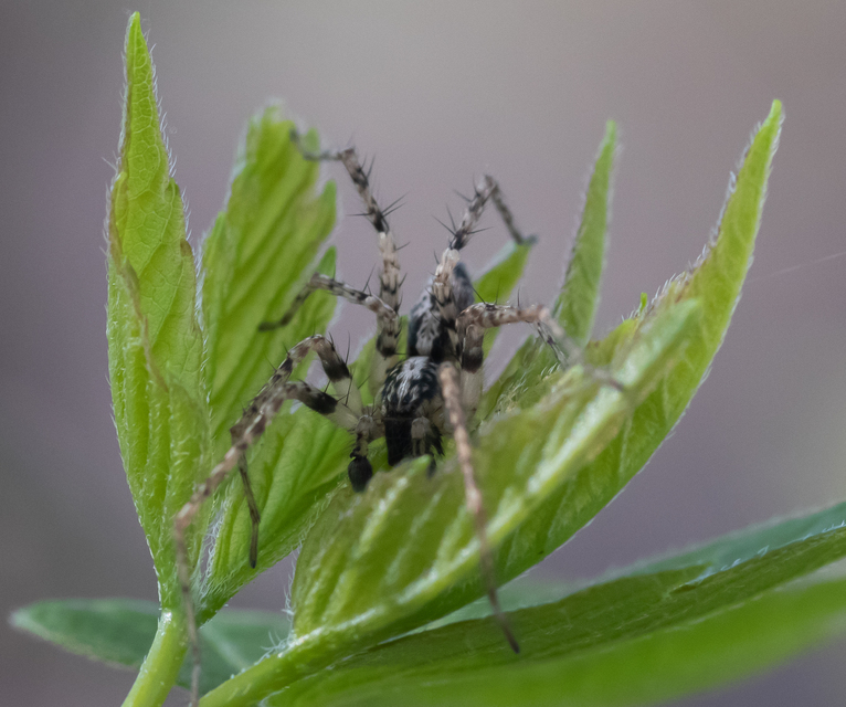 Anyphaena accentuata - jegyespók
