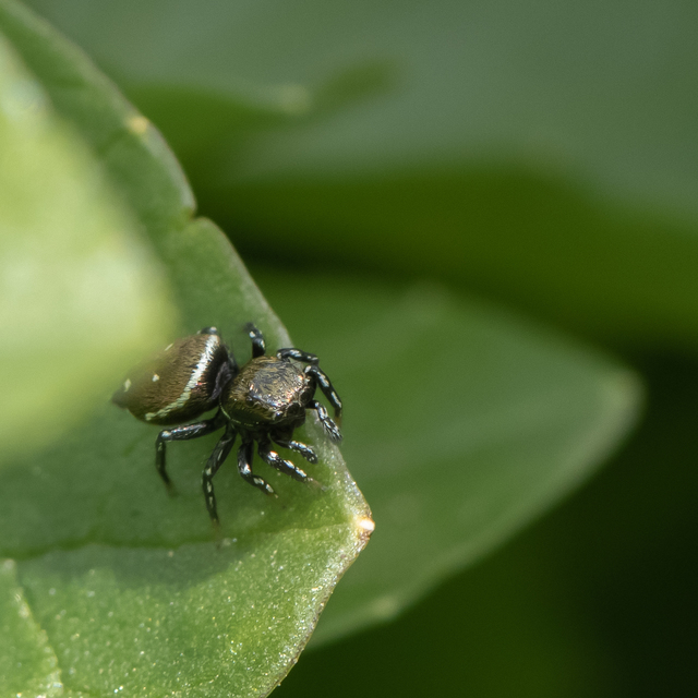 Heliophanus