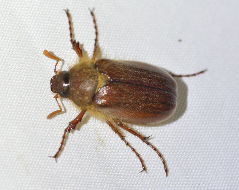 Holochelus vernus - tavaszi cserebogár