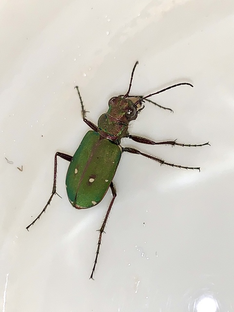 Cicindela campestris - mezei homokfutrinka