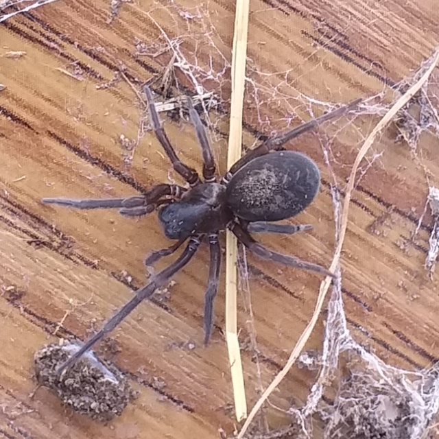 Amaurobius ferox - nagy eretnekpók