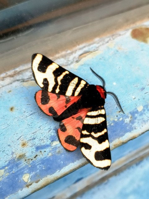Arctia festiva - díszes medvelepke