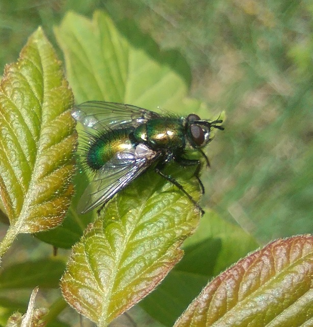 Gymnocheta viridis - aranyzöld fürkészlégy