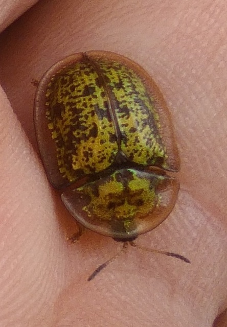 Cassida canaliculata - karimás pajzsbogár
