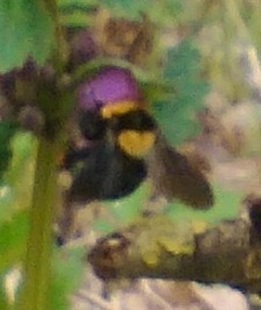 Bombus argillaceus - délvidéki poszméh