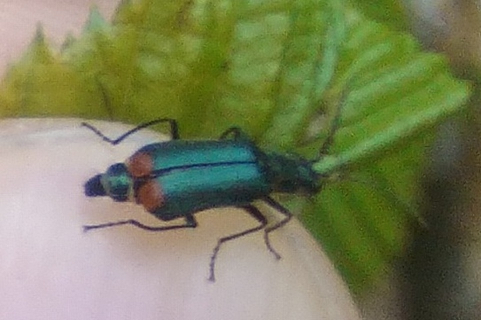 Malachius bipustulatus - kétfoltos bibircsesbogár