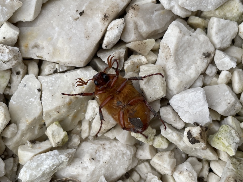 Holochelus aequinoctialis - tavaszeleji cserebogár