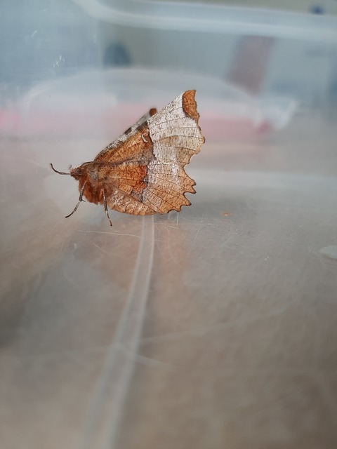 Selenia lunularia - egyfoltos holdasaraszoló