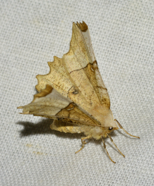 Selenia lunularia - egyfoltos holdasaraszoló