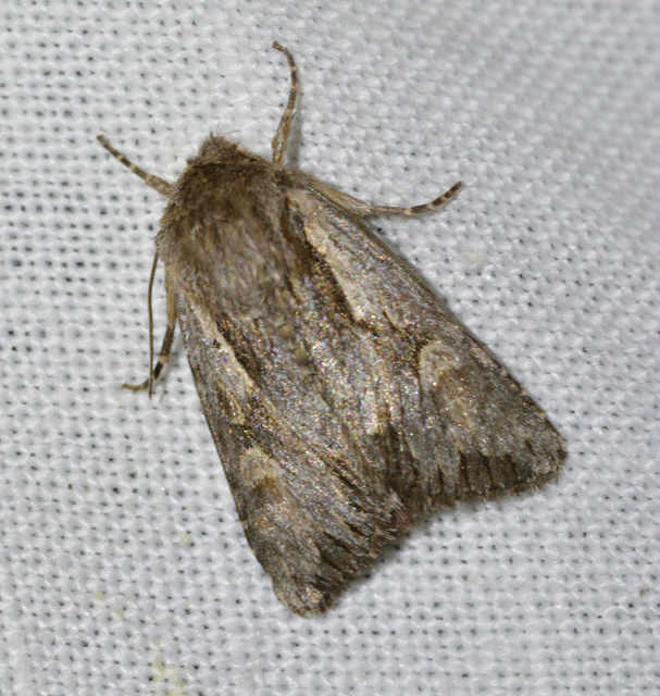 Chloantha hyperici - orbáncfű-sugarasbagoly
