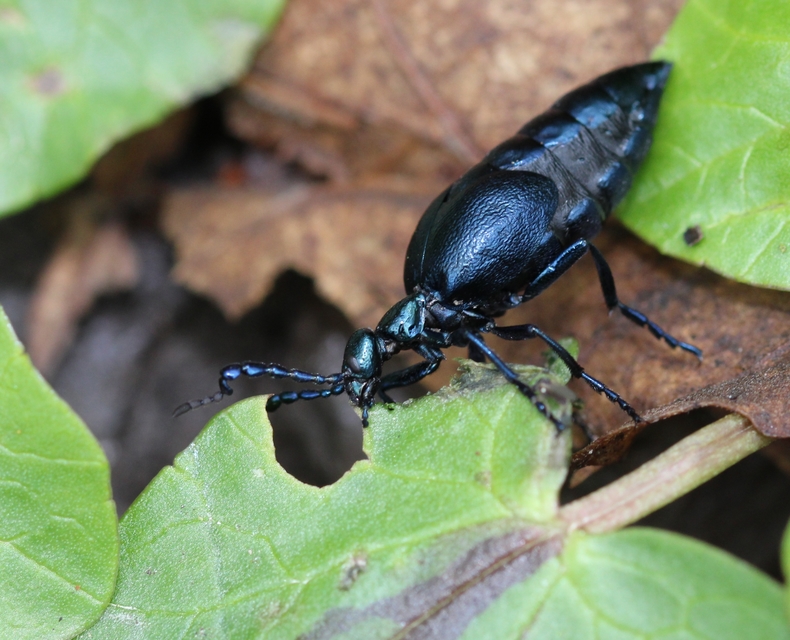 Meloe violaceus - kék nünüke
