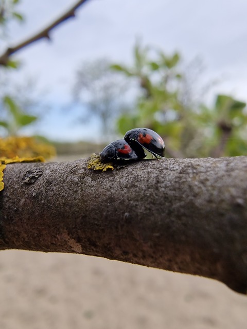 Exochomus quadripustulatus - négyfoltos szerecsenkata