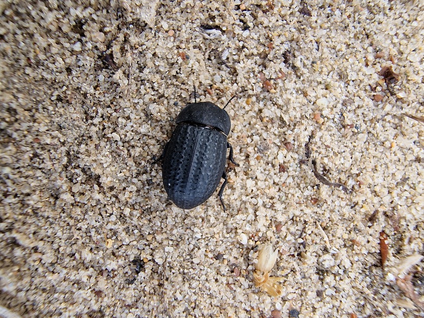 Opatrum sabulosum - sároshátú gyászbogár