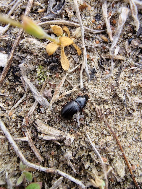 Harpalus picipennis - apró lomhafutó