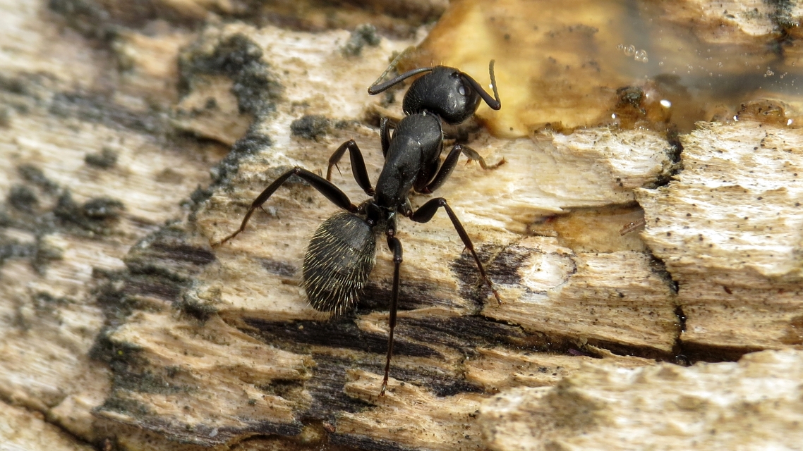 Camponotus vagus - fekete lóhangya