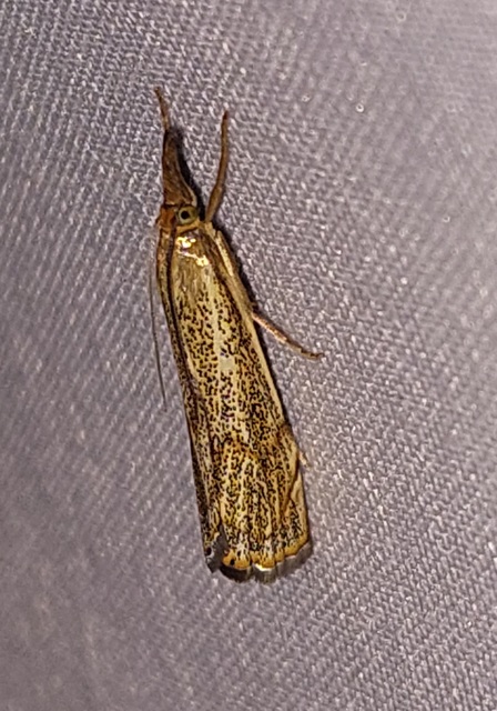 Thisanotia chrysonuchella - tavaszi fűgyökérmoly