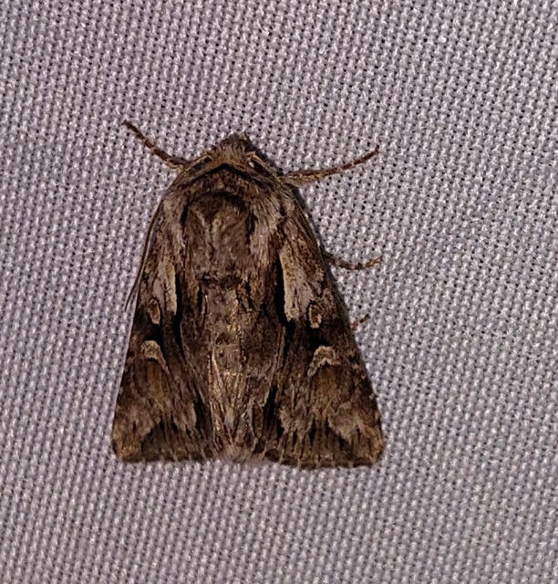 Chloantha hyperici - orbáncfű-sugarasbagoly