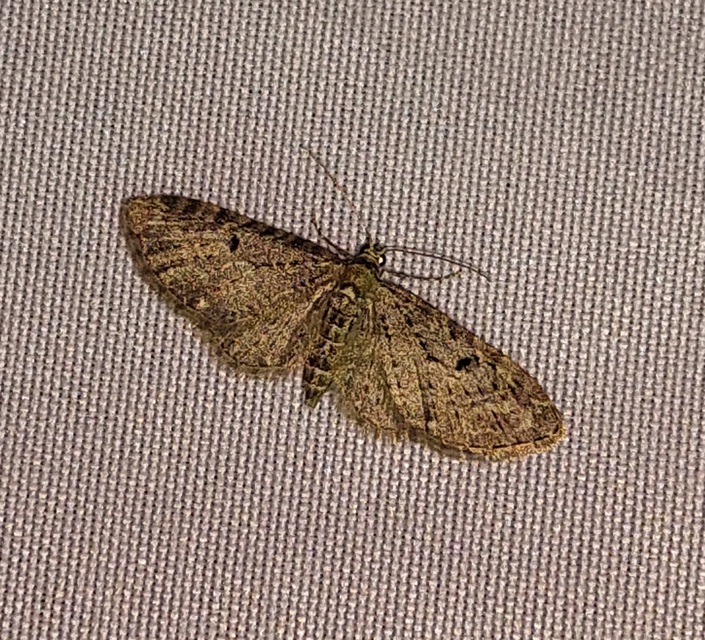 Eupithecia virgaureata - aranyvessző-törpearaszoló