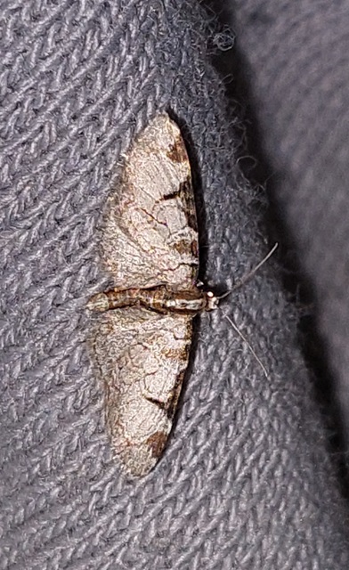 Eupithecia insigniata - hálózatos törpearaszoló