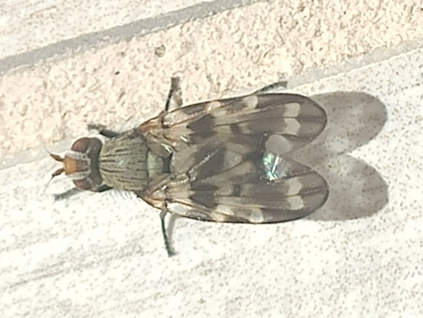 Otites centralis/guttata