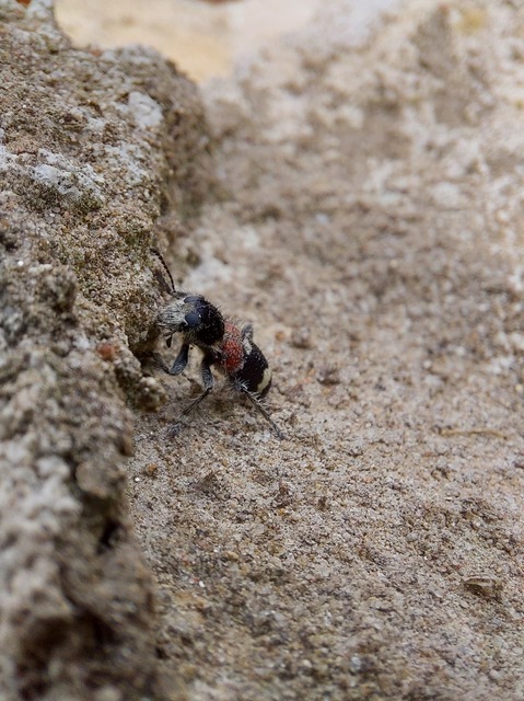 Clerus mutillarius - feketenyakú szúfarkas
