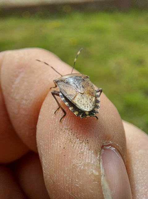 Rhaphigaster nebulosa - bencepoloska