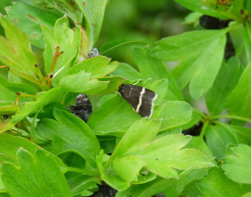 Pyrausta rectefascialis - lengyel kormosmoly